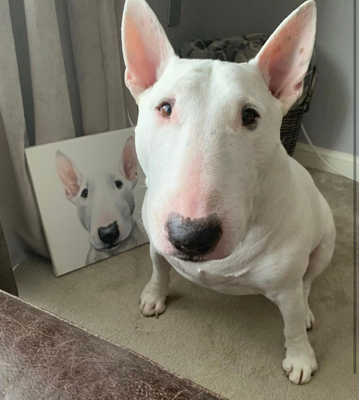 Commission Pet Portrait