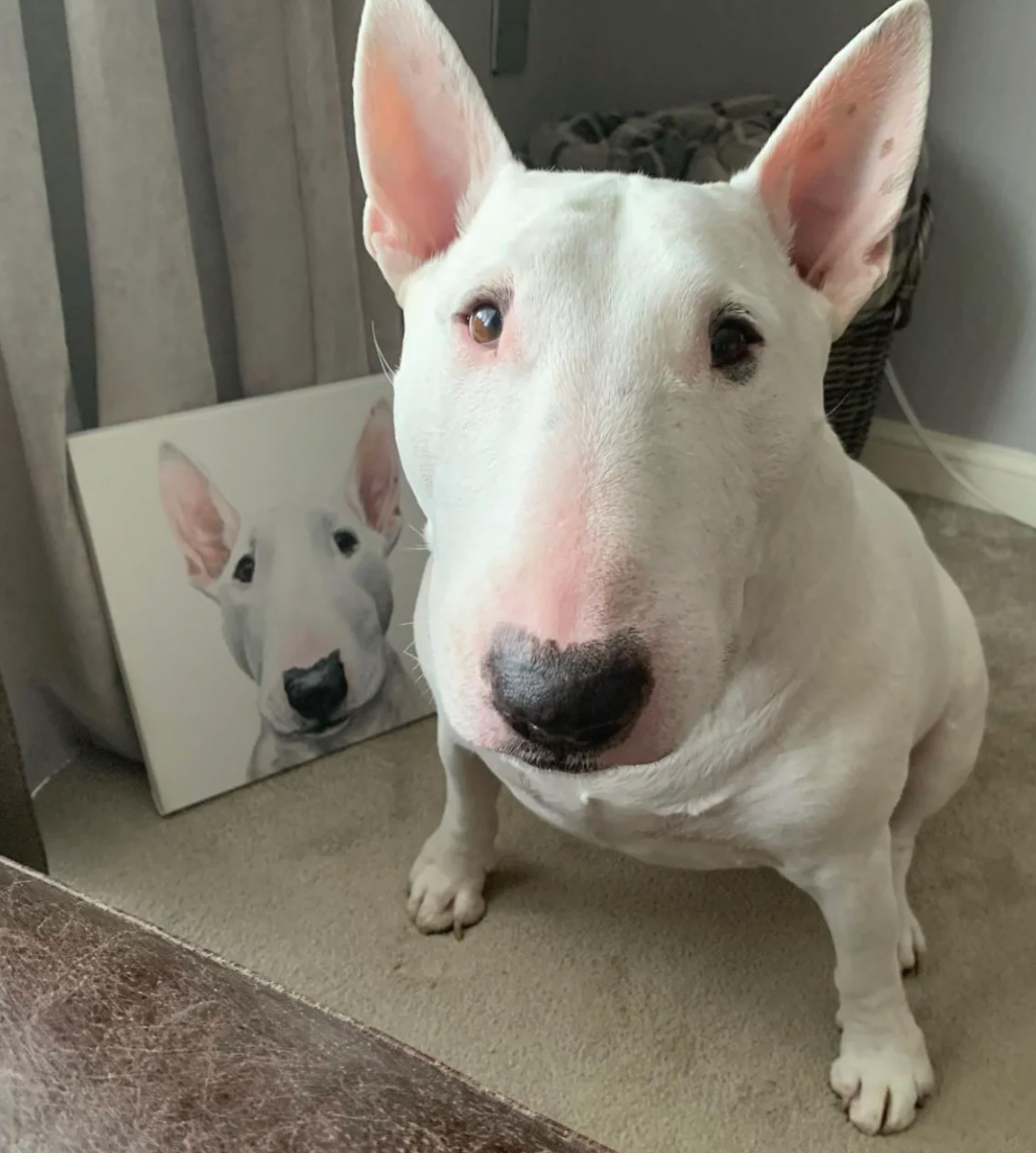 Pet Portraits: A painted piece of a furry friend to be cherished.